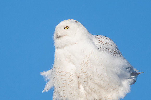 Portrait of a Fluffy Snowy Owl. Hampton, New Hampshire. 2021