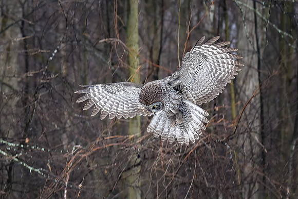 Haunting Hunter, Great Gray Owl, Robert Moses State Park, Messina, NY 2017