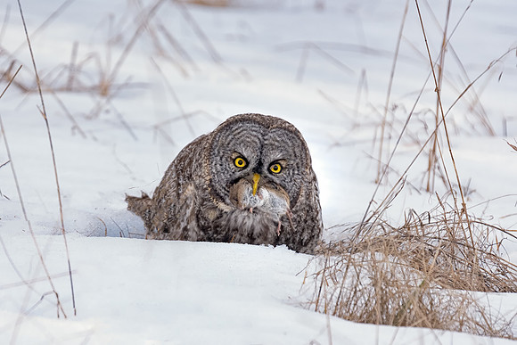 Meal Time, Great Gray Owl, NH 2017