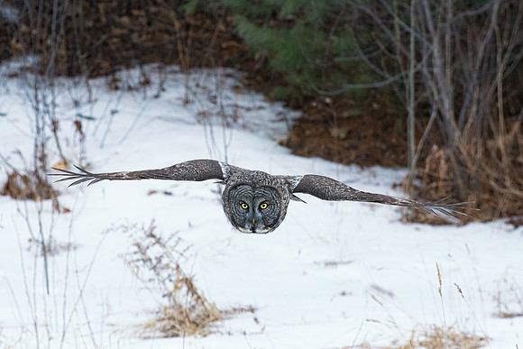 Right at Me, Great Gray Owl, NH 2017