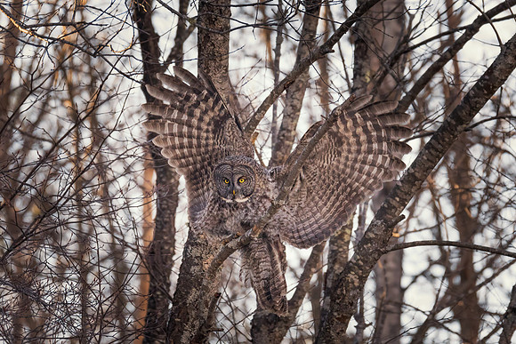 Ready to Fly, Great Gray Owl, NH 2017
