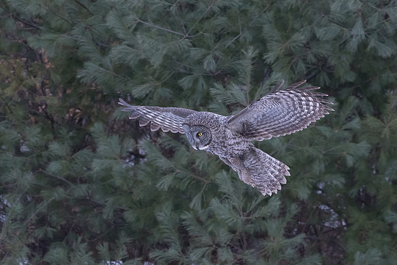 Hovering, , Great Gray Owl, NH 2017