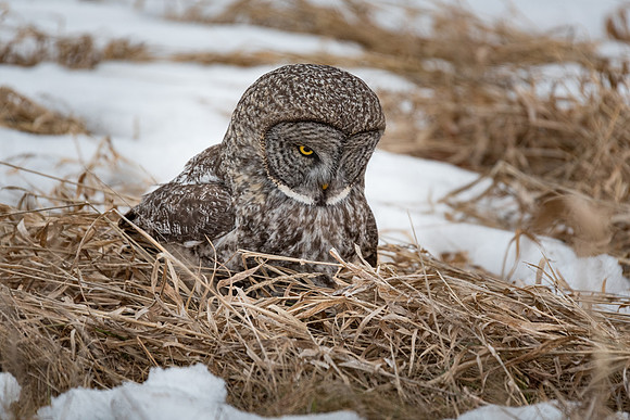 Listening Before the Strike, Great Gray Owl Wintering in NH 2017