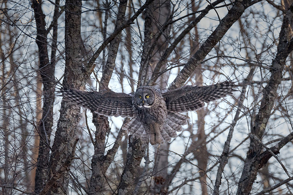 Ready to Hunt Great Gray Owl Wintering in NH 2017