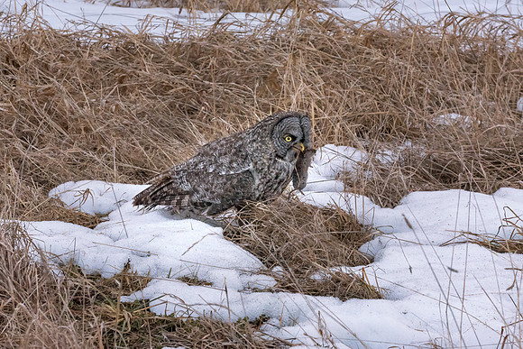 Success. Great Gray Owl Wintering in NH 2017