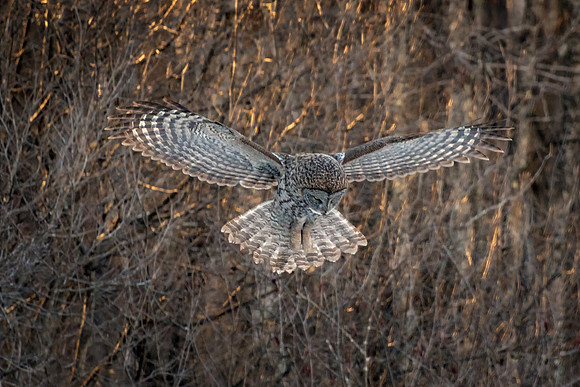 Hovering Over the Snowfield, Great Gray Owl Wintering in NH 2017