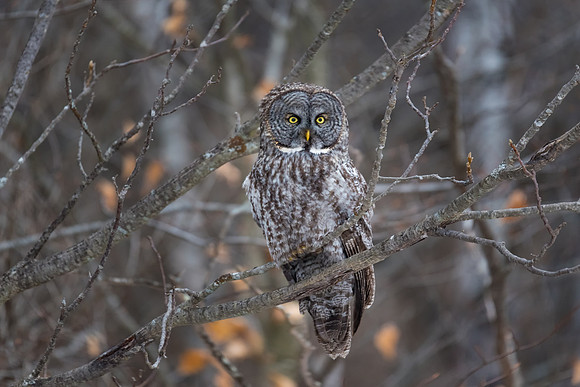 Winter Roosting, Great Gray Owl Wintering in NH 2017