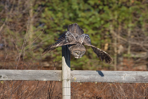 Dive Bombing. Great Gray Owl, NH 2017