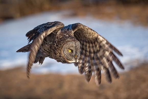 Chasing the Golden Light.  The Great Gray Owl goes for a sunset flight. New Hamphire