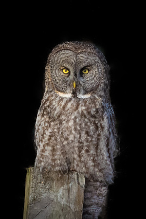 Night Before Nor'Easter, Great Gray Owl Wintering in NH 2017