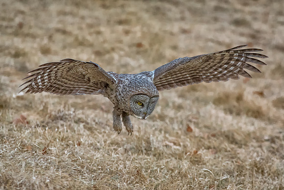 Ready to Strike, Great Gray Owl Wintering in NH 2017
