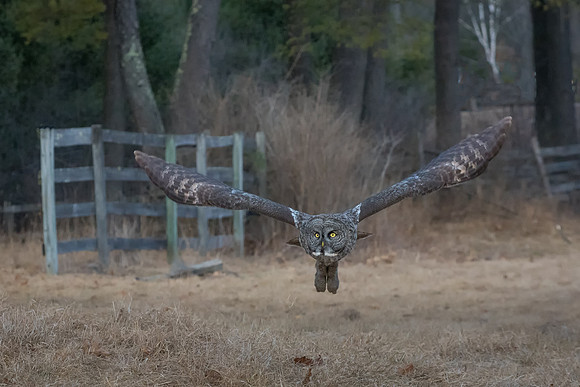 V Formation, Great Gray Owl Wintering in NH 2017