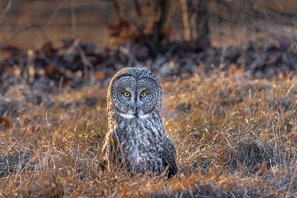 Connected, Great Gray Owl Wintering in NH 2017