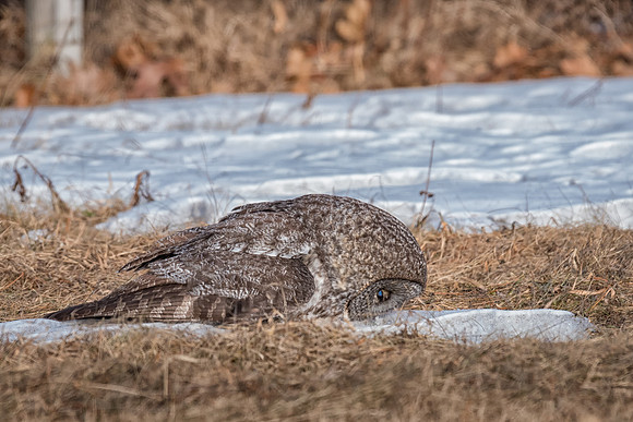 Peek a Boo, Great Gray Owl Wintering in NH 2017