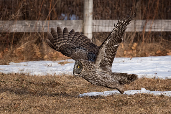 Take Off, Great Gray Owl Wintering in NH 2017