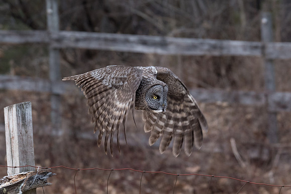 Off the Post, Great Gray Owl Wintering in NH 2017