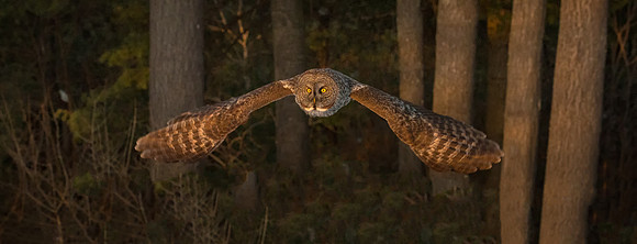 Chasing the Golden Light, Great Gray Owl, NH 2017