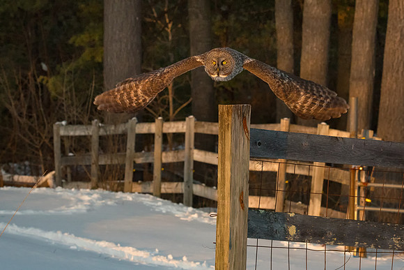 Chasing the Golden Light, Great Gray Owl Wintering in NH 2017