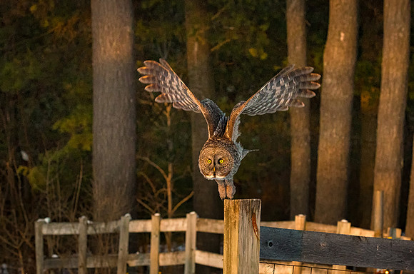 Time to Fly, Great Gray Owl Wintering in NH 2017