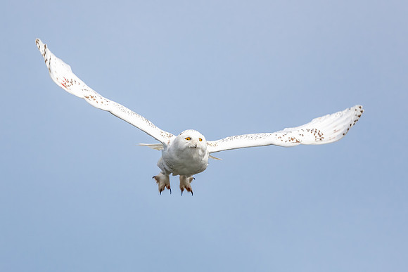 Snowy Owl in Flight. Hampton Beach State Park, NH 2021