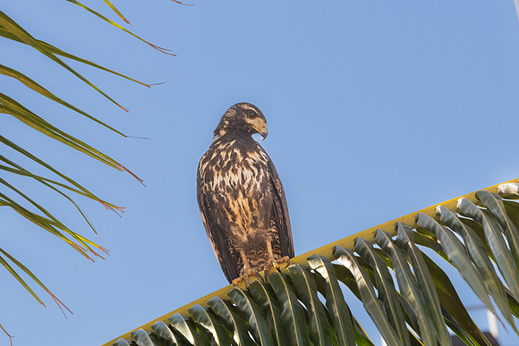 Juvenile Common Black Hawk Perched.  Playa del Coco.  March, 2022.