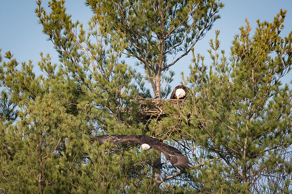 Trading Places on the Eggs,  Mating Bald Eagles, York, Maine Spring 2017