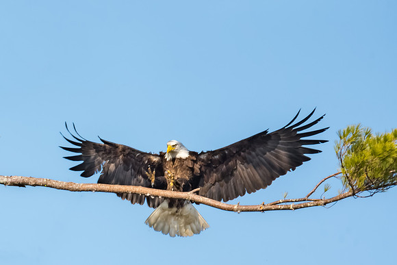 Talons Up, Female Bald Eagle, York, Maine, Spring 2017