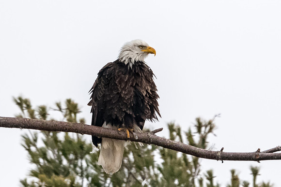 Wet Feathers, Male Bald Eagle, York, Maine,  Spring 2017