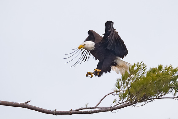 Talons Up,  Male Bald Eagle, York, Maine,  Spring 2017