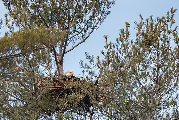 Sitting on the Eggs, Female Bald Eagle, York, Maine, Spring 2017
