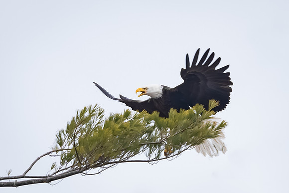Soft Landing, Male Bald Eagle, York Harbor, Maine,  Spring 2017
