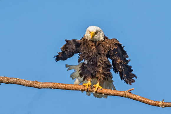 Dry Feathers, Female Bald Eagle, York, Maine,  Spring 2017