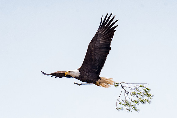 Nest Supplies, Female Bald Eagle, York Harbor, Maine, Spring 2017