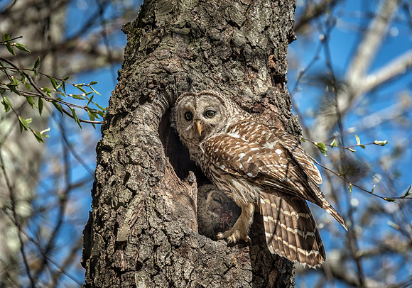Feeding Time, Barred Owl and Owlet, Monson Settlement, Milford, NH