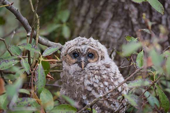 Barred Owlet Fledging on the Ground, Milford, NH