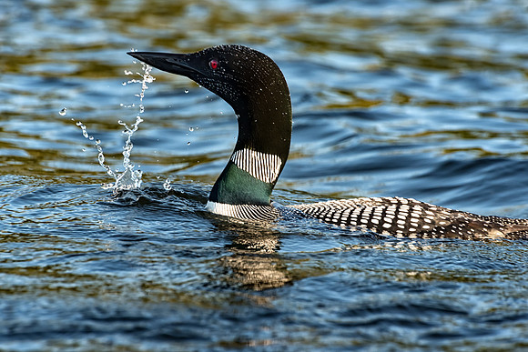 Adult Loon from Mating Pair, Central NH, 2017