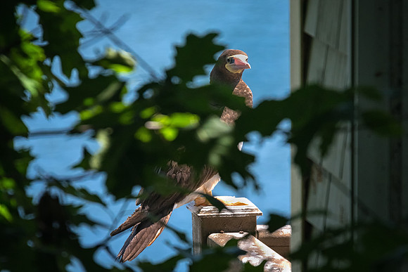 Modest Brown Booby Sunbathing in Windham, NH