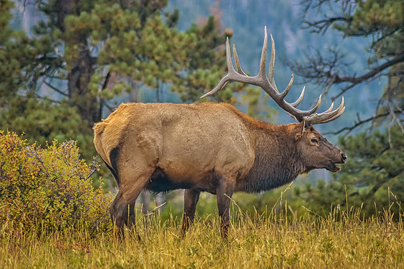 Bull Elk, Rocky Mountain National Park, CO