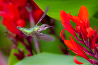 Ruby-throated Hummingbird in Cannas with Sunflower.  Nashua, NH.  2024.