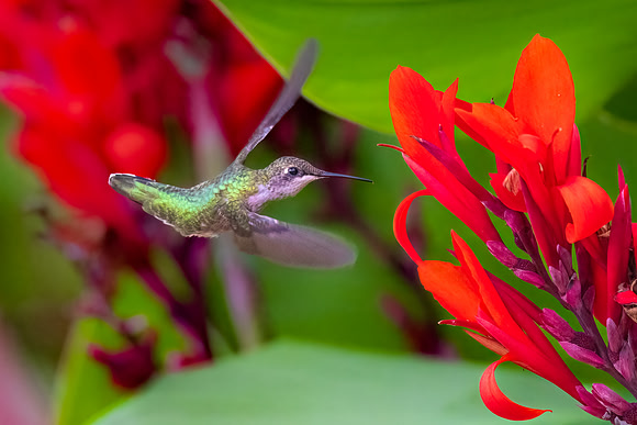Ruby-throated Hummingbird in Cannas with Sunflower.  Nashua, NH.  2024.