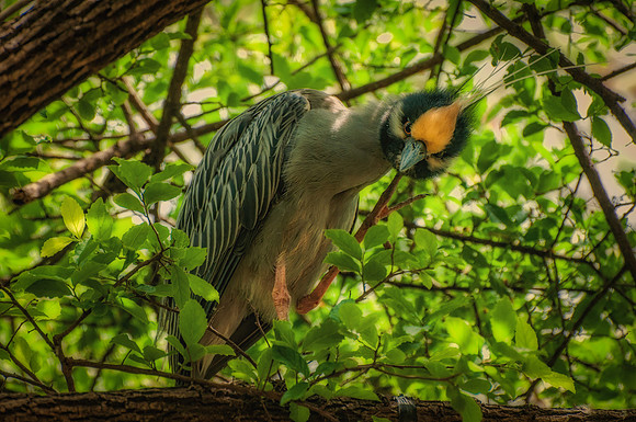 Yellow Crested Heron, San Antonio, TX