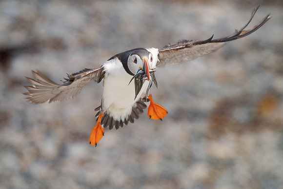 Atlantic Puffin Landing with Fish. Ile Aux Perroquets