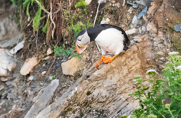 Going Down.  Atlantic Puffin on the Rocks.  Ile Aux Perroquets.