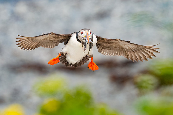Atlantic Puffin Landing with Fish. Ile Aux Perroquets