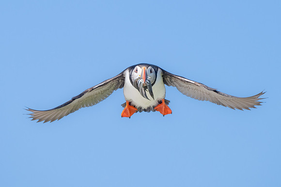 Atlantic Puffin Flying with Fish.  Ile Aux Perroquet