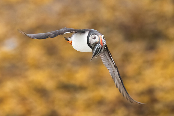 Atlantic Puffin Returning to the Burrough with Fish.  Ile Aux Perroquet