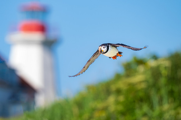 Puffin Fly By Lighthouse, Ile Aux Perroquets