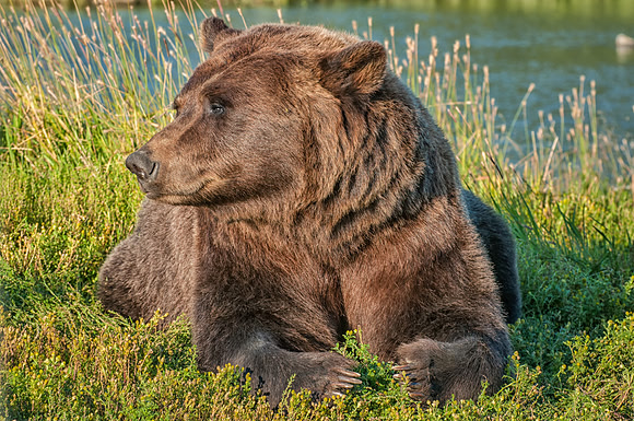 Brown Bear Taking It Easy.  Southern Alaska.