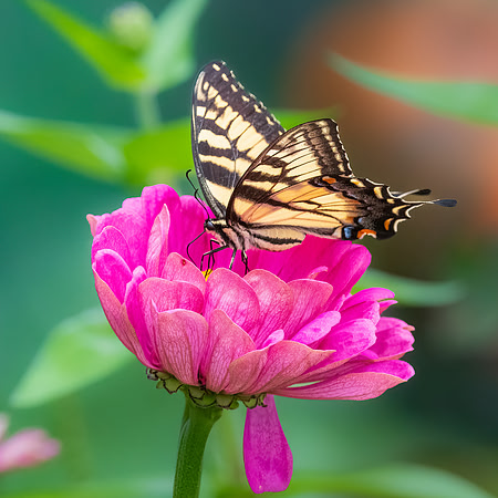 Monarch Butterfly. Nashua, New Hampshire.