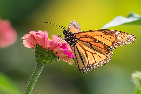 Monarch Butterfly in Zinnea.  Nashua, New Hampshire.